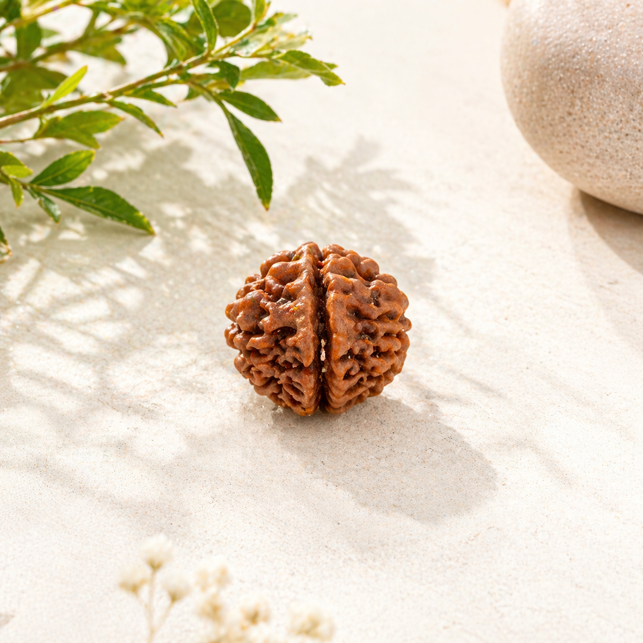 11 Mukhi Nepali Rudraksha (Gyarah Mukhi)